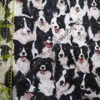 (Bild für) Border Collies