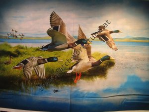 (Bild für) "Call of the Wild": Wildenten