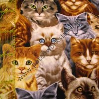 (Bild für) Katzen