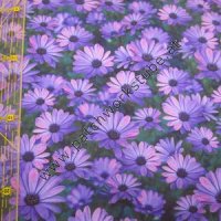 Lila Blumen Lila Blumen