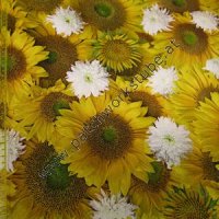 (Bild für) Sonnenblumen